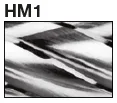 HM1